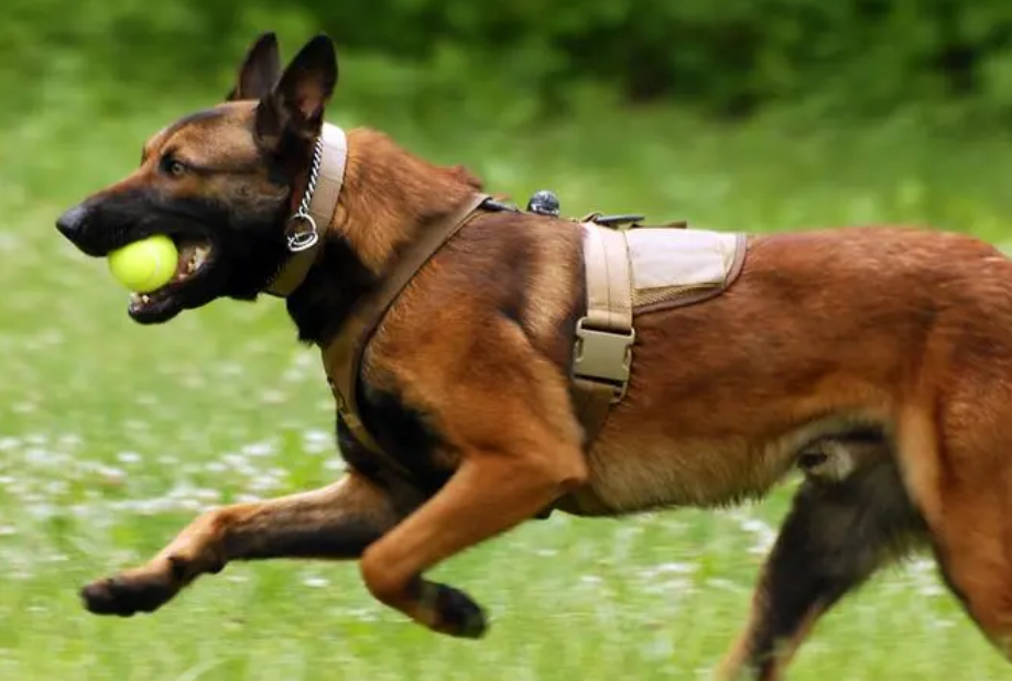 马犬几个月发情一次？真相曝光