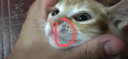 猫咪胡须为什么会断掉不长出来 猫咪胡须为什么会断掉不长出来