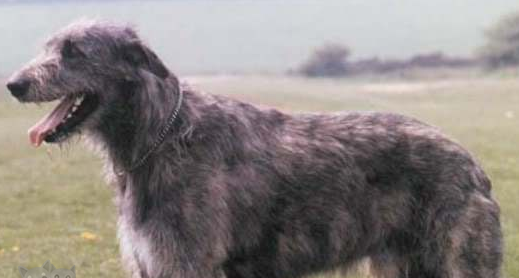 爱尔兰猎狼犬寄生虫怎么预防治疗方法？看这里
