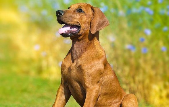 怎么训练罗得西亚脊背犬？铲屎官来看看吧