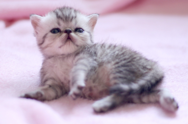 小奶猫养不活的征兆