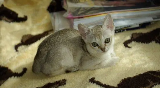 新加坡猫多少钱一只？本文告诉你