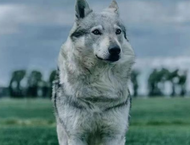 想知道捷克狼犬感冒怎么治疗？不妨来了解下吧