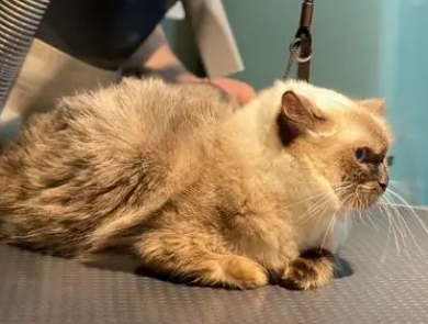 猫咪宠物店洗澡价格 猫咪宠物店洗澡价格