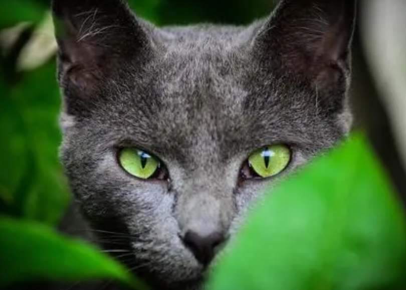 猫的眼睛为什么会发出绿色的光?
