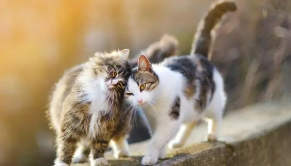猫咪为什么会发疯乱跑乱叫呢
