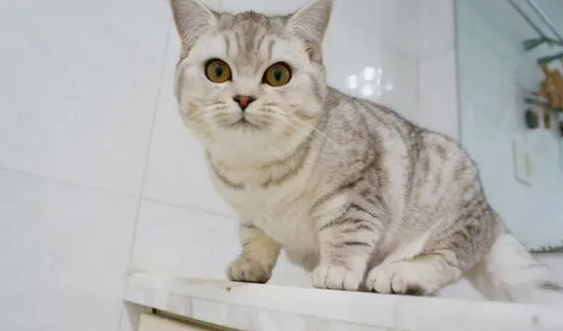 学生党适合养猫吗