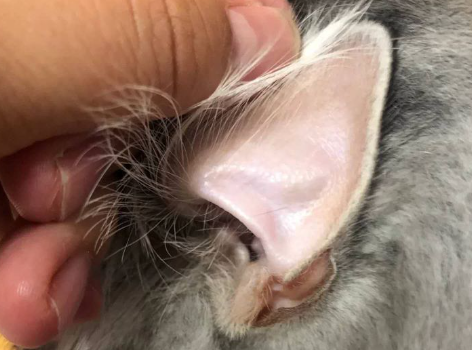 猫咪为什么耳朵发黄发红呢