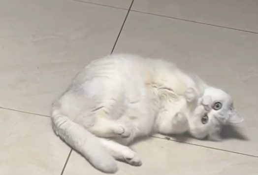 小猫舔拖布是什么原因