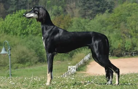 萨路基猎犬握手如何训练？不妨来看看吧