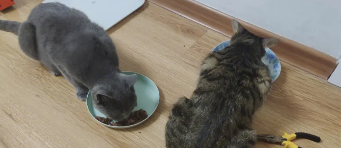 猫能吃鹌鹑和磷虾嘛 猫能吃鹌鹑和磷虾嘛