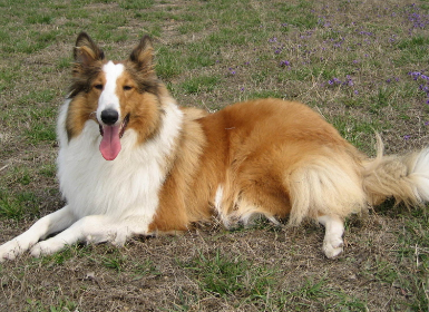 今日解答:苏格兰牧羊犬螨虫治疗药品 今日解答:苏格兰牧羊犬螨虫治疗药品
