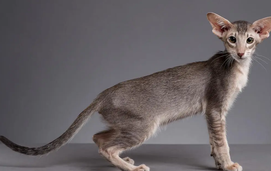 东方短毛猫为什么那么丑 东方短毛猫为什么那么丑
