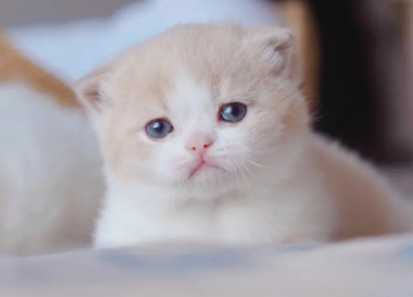 小奶猫多久可以吃猫粮？想养的人来看看吧