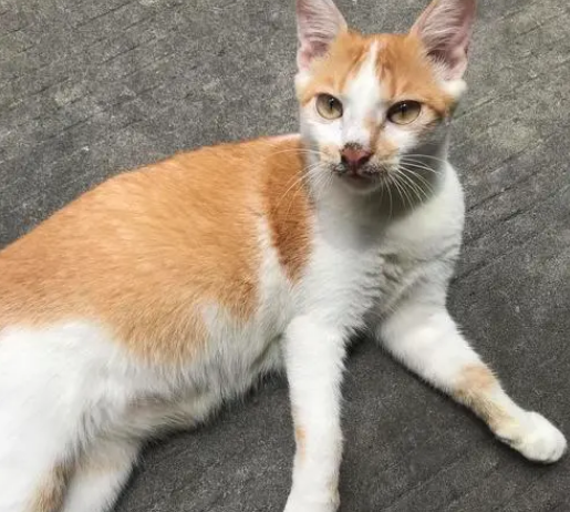 猫丢了会感应主人在找他吗