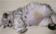 猫传腹早期最明显的症状
