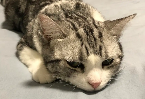 猫咪为什么突然不爱玩了