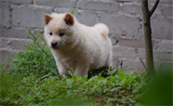 田园犬喜欢主人的表现有哪些?我来给你说