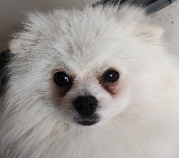 白色博美犬泪痕怎么去除掉 白色博美犬泪痕怎么去除掉