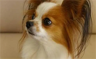 蝴蝶犬泪痕严重怎么办?来看看吧