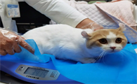 猫生病了可以治愈吗为什么呢