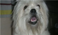 西施犬什么时候换牙?要注意什么?