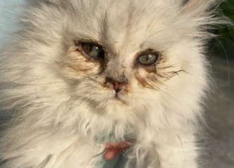 小猫两个眼睛泪汪汪