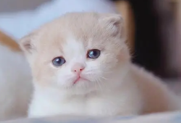 今日科普:小奶猫眼睛肿得凸出来了是什么原因? 今日科普:小奶猫眼睛肿得凸出来了是什么原因?