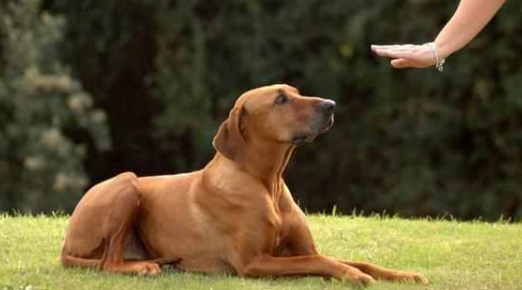 宠物狗狗怎么训练