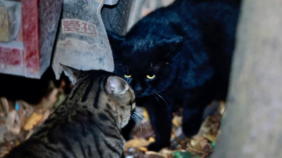 野猫见人就跑怎么捉啊 野猫见人就跑怎么捉啊