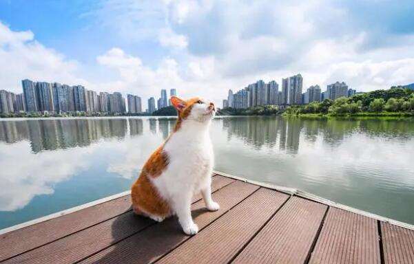 宠物猫一般能活多少年