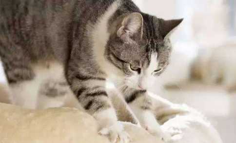 猫咪使劲咬着毛毯边踩奶 猫咪使劲咬着毛毯边踩奶