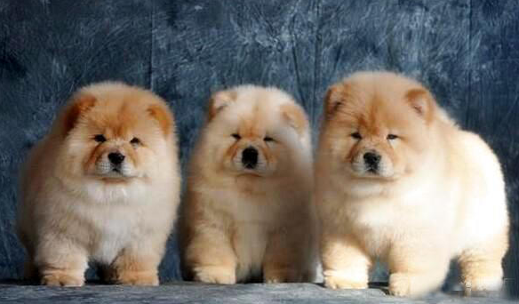今日科普：纯种松狮犬性格怎么样？