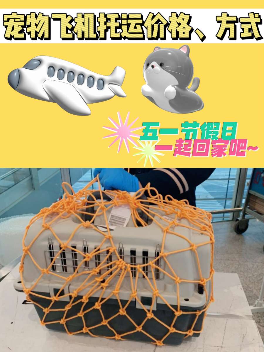 宠物托运价格丨五一旅游or回家，宠物怎么办