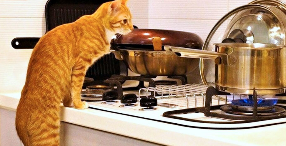 猫咪会做家务吗为什么