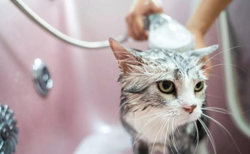猫咪内驱能洗澡吗