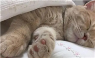 为什么猫咪睡觉很喘气