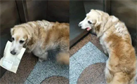 电梯里为什么不让带狗狗进去