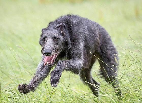 苏格兰猎鹿犬好养吗?想养的来get下吧