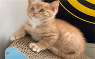 5个月大的猫还能认主人吗