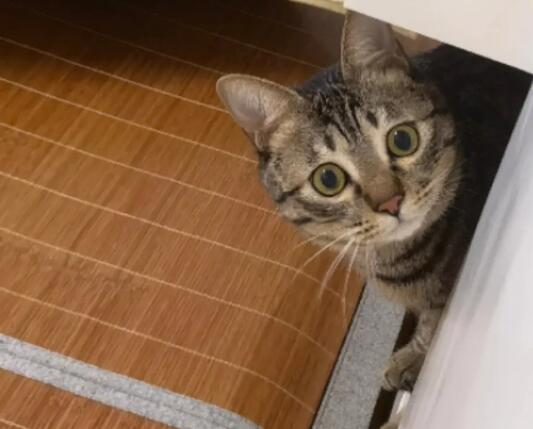 纯种狸花猫和普通狸花猫的区别？一起来看看