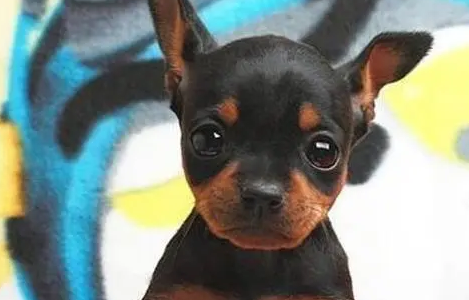 小鹿犬流鼻涕怎么办？要及时治疗