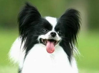 蝴蝶犬怀孕吃什么东西？来了解下吧