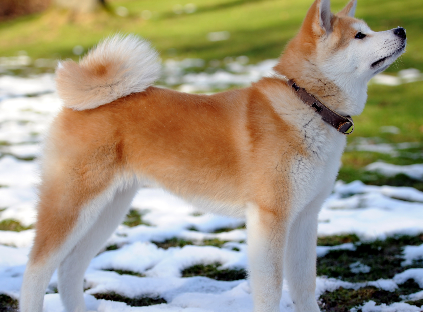 秋田犬什么时候配种,需要注意什么呢? 秋田犬什么时候配种,需要注意什么呢?