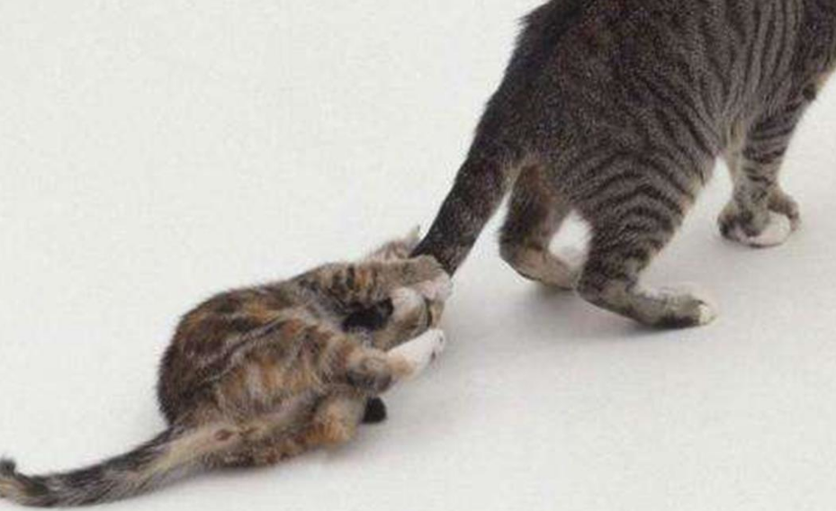 猫咪为什么喜欢抓别的猫的尾巴