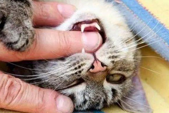 奶猫咬伤狂犬病几乎为0