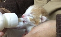 今日科普：舒化奶喂小奶猫可以吗？