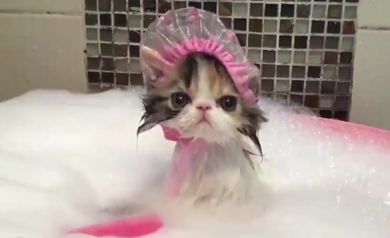 猫咪喜欢洗澡么
