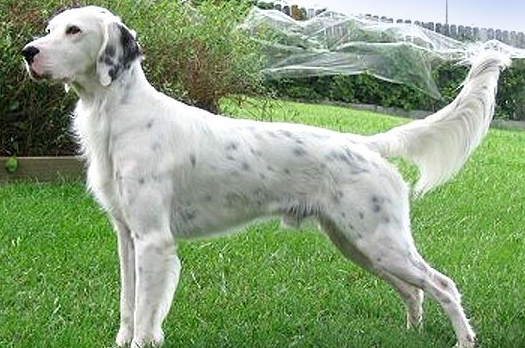 一文告诉你，英国雪达犬患皮肤病怎么办？