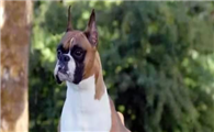 拳师犬犬瘟热症状有哪些？来看看